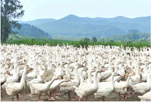 黑龍江林口縣：“鵝產(chǎn)業(yè)”全面起勢 助力縣域經(jīng)濟發(fā)展