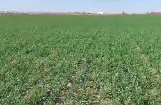 中東部氣溫驟降 對春耕春管影響幾何？如何應對？