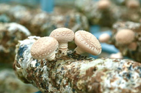 甘肅康樂：小菌菇產(chǎn)業(yè)撐起鄉(xiāng)村振興“致富傘”