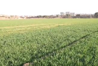 “量體裁衣”種好地 全方位服務(wù)直達(dá)田間地頭夯實增收基礎(chǔ)