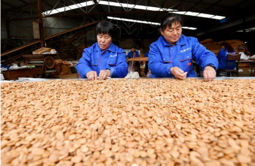 科技金融支持河北涿鹿杏扁產(chǎn)業(yè)提質(zhì)增效