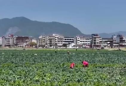 春季農(nóng)田新景象：“一分田”開出多種“花” 特色農(nóng)業(yè)“種”出新希望