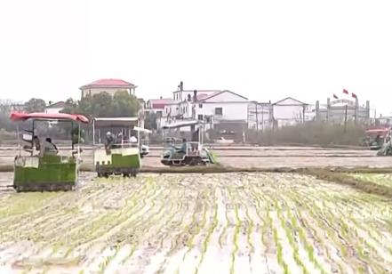 讓麥田喝上“聰明水”、百合種植新技術(shù)……清明時節(jié)農(nóng)事忙