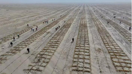 助力從沙漠“鎖邊”邁向“擴(kuò)邊”！138萬(wàn)株梭梭安家新疆若羌