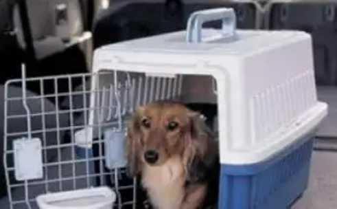 寵物貓狗可坐高鐵了！鐵路12306推出“寵物托運(yùn)”功能