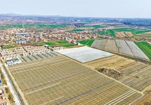 旱塬上種出個“車?yán)遄又l(xiāng)” ——永壽縣車?yán)遄赢a(chǎn)業(yè)發(fā)展掃描