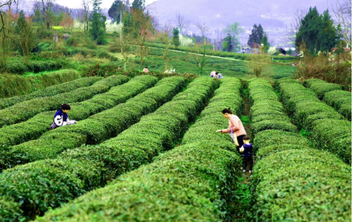 貴州銅仁石阡縣七大舉措助茶產(chǎn)業(yè)升級