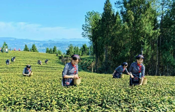 數(shù)字化賦能四川廣元茶業(yè)高質(zhì)量發(fā)展