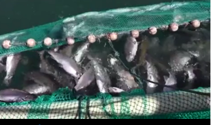 青海：挖掘“冷資源” 打造“熱產(chǎn)業(yè)”