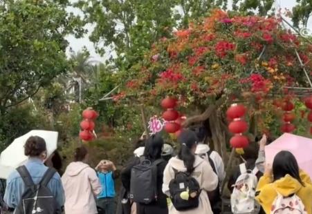 花經(jīng)濟(jì)“四季常開” “花卉+”創(chuàng)新升級(jí)激活文旅市場(chǎng)新動(dòng)能