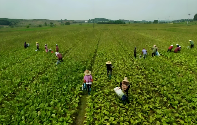 傳承創(chuàng)新 江西中醫(yī)藥產(chǎn)業(yè)蓬勃發(fā)展