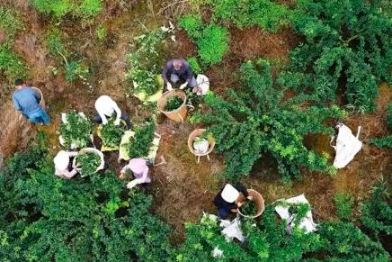 四川各地的春耕產(chǎn)業(yè)“上新”啦