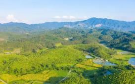 廣東簽發(fā)2025年第1號總林長令 推進(jìn)國土綠化