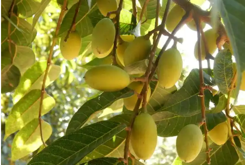 年產(chǎn)值超2500億元 熱帶作物產(chǎn)業(yè)深耕“專精特新”