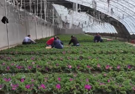 溫室大棚“蔬”寫鄉(xiāng)村新途景 特色產(chǎn)業(yè)讓希望的田野有“新”更有“興”