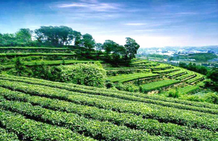 四川成都市茶產(chǎn)業(yè)邁向千億級(jí)