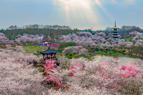 湖北“村晚”賦能“賞花經(jīng)濟(jì)”串珠成鏈擴(kuò)面