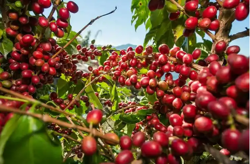 云南咖啡產(chǎn)業(yè)獲多項資金扶持