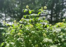 黑龍江：穩(wěn)步推進(jìn)經(jīng)濟(jì)作物產(chǎn)業(yè)高質(zhì)量發(fā)展