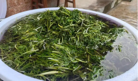 四川平武縣山野菜成鄉(xiāng)村振興“金鑰匙”