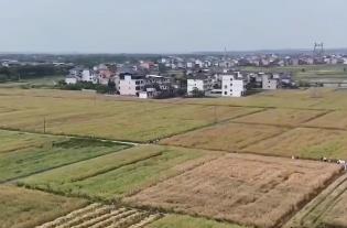 良種“上新”促油菜“單產(chǎn)+效益”雙增 鄉(xiāng)村振興再添“新引擎”