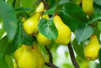 “中國雪梨之鄉(xiāng)”金川：一顆雪梨串起億元級產業(yè)鏈