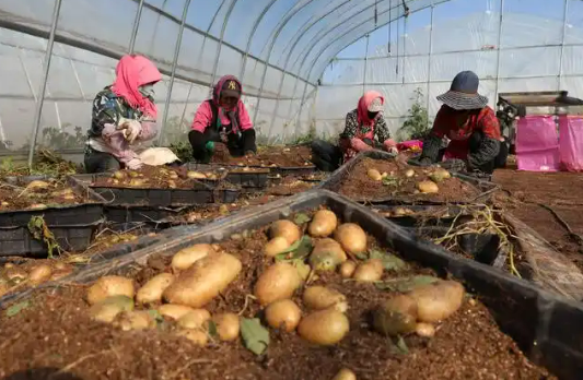 科技品牌雙輪驅(qū)動(dòng) 河北省張北縣延伸馬鈴薯產(chǎn)業(yè)鏈條促增收