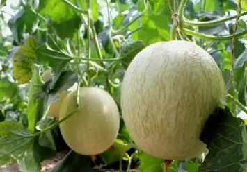 沙漠腹地的“中國蜜瓜之鄉(xiāng)”科技加持“甜蜜經濟”