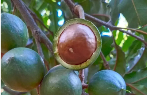 廣東陽春全力打造夏威夷果特色產(chǎn)業(yè)