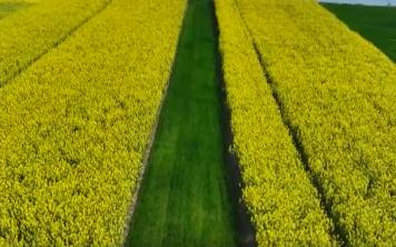 豐收在望！今年我國(guó)冬油菜面積1.1億畝 連續(xù)7年增加