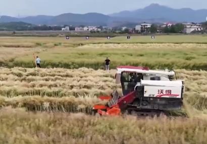 豐收在望！“稻—稻—油”三熟制種植模式下 油菜單產(chǎn)刷新紀(jì)錄
