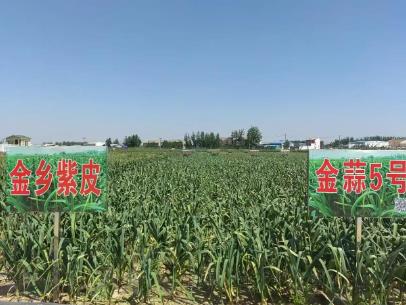 “大蒜之鄉(xiāng)”山東金鄉(xiāng)如何以“種”會友擦亮大蒜金字招牌？