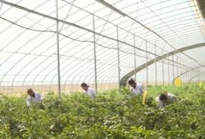 果樹(shù)“打吊瓶”、無(wú)人駕駛播種機(jī)……科技“金鑰匙”解鎖鄉(xiāng)村振興新圖景