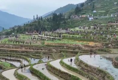 開(kāi)秧門(mén)、采櫻桃……打好地方“特色牌” 農(nóng)文旅融合撐起村民“錢(qián)袋子”