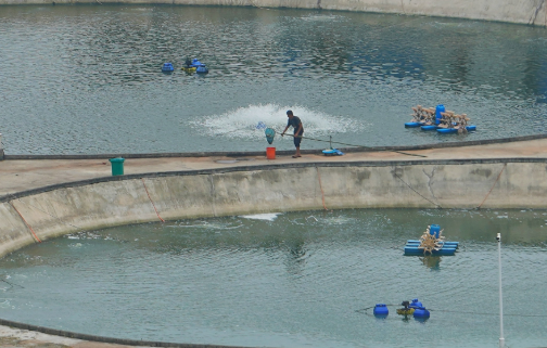四川資中：科技賦能水產(chǎn)養(yǎng)殖業(yè)全鏈發(fā)展
