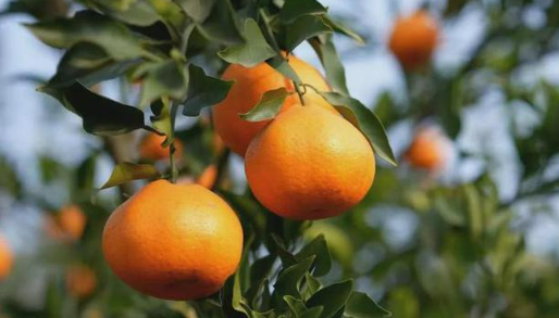 四川成都浦江小柑橘撬動(dòng)現(xiàn)代農(nóng)業(yè)大經(jīng)濟(jì)