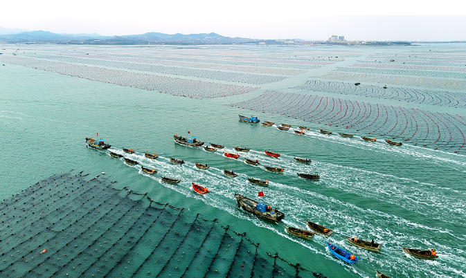 山東威海加大創(chuàng)新研發(fā)力度深耕碧海掘金“優(yōu)質(zhì)糧”