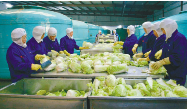 沈陽(yáng)特色產(chǎn)業(yè)撐起現(xiàn)代農(nóng)業(yè)“四梁八柱”