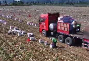 智慧農(nóng)業(yè)撐起農(nóng)戶“錢袋子” 農(nóng)產(chǎn)品實(shí)現(xiàn)從“量”到“質(zhì)”飛躍