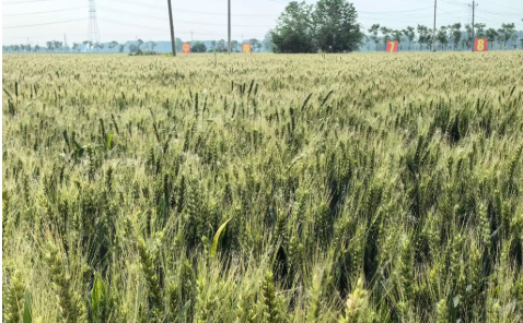 育出優(yōu)質(zhì)糧 端穩(wěn)“金飯碗” 河北石家莊將“一粒麥”做成“大產(chǎn)業(yè)”