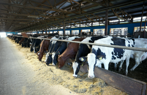 農(nóng)業(yè)農(nóng)村部將實(shí)施養(yǎng)殖業(yè)節(jié)糧行動(dòng)