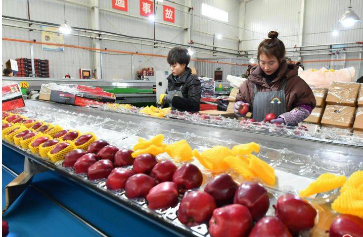 山西聞喜縣農(nóng)產(chǎn)品精深加工助力蘋果產(chǎn)業(yè)延鏈強(qiáng)鏈