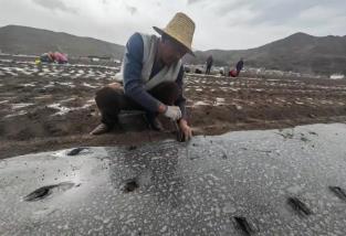 “中國當歸之鄉(xiāng)”迎來新變化