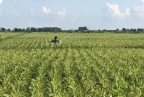 黑龍江知識產(chǎn)權(quán)保護(hù)凸顯“農(nóng)”基因 助推農(nóng)產(chǎn)品“國際范”