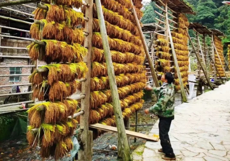 打造具有地域特色的“金字招牌” 貴州地理標(biāo)志產(chǎn)品年產(chǎn)值達(dá)1215.9億元