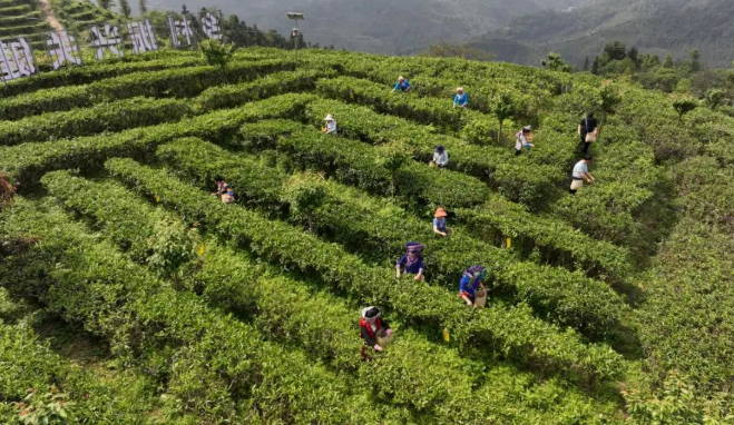 700億元產(chǎn)值，廣西茶產(chǎn)業(yè)謀劃發(fā)展新格局