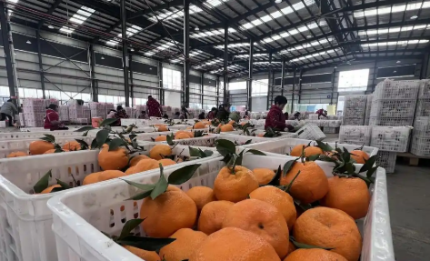 一季度增產(chǎn)百分之七點(diǎn)五 四川綿陽端穩(wěn)“果盤子”