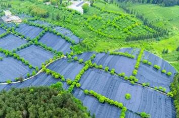 貴州銅仁：“中國(guó)抹茶之都”抹茶之都的進(jìn)階之旅