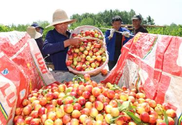 湖北襄陽(yáng)：“中國(guó)桃之鄉(xiāng)”油桃開(kāi)園采摘搶“鮮”上市