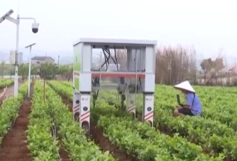 鮮花顏值變?yōu)榻?jīng)濟產(chǎn)值 “農(nóng)文旅+智慧農(nóng)業(yè)”奏響鄉(xiāng)村振興“奮進(jìn)曲”